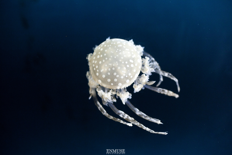 18 Georgia Aquarium Wedding Photography 219