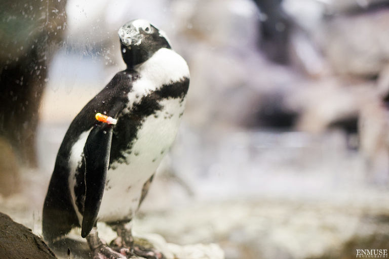 29 Georgia Aquarium Wedding Photography 157