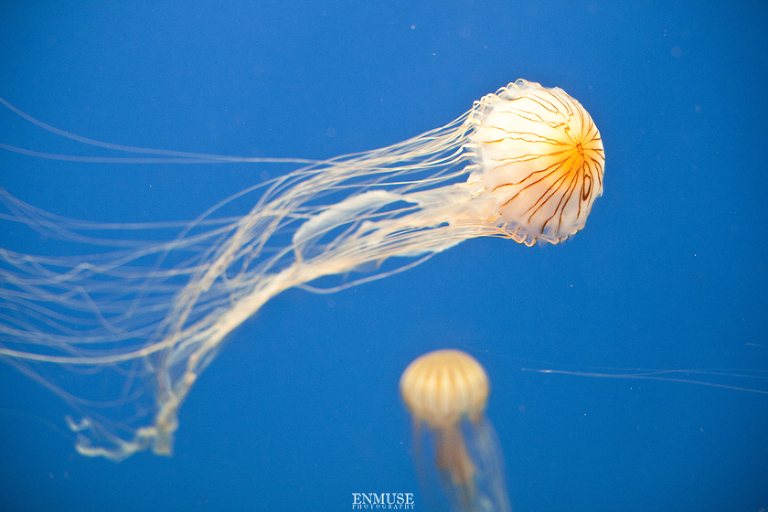 CarrieCJ_Engaged_217