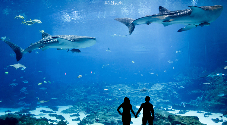 06-Georgia-Aquarium-Wedding-Photography-480