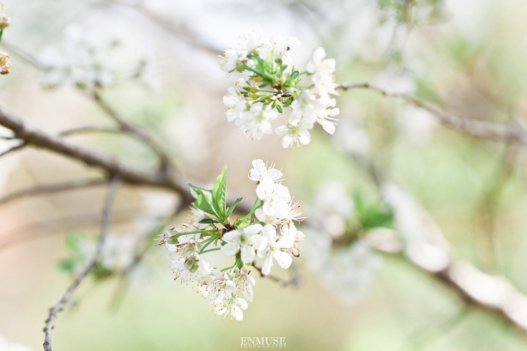 21  Roswell Gardens at Great Oaks Wedding Photography 0824